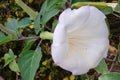 Datura AngelÃ¢â¬â¢s Trumpet is growing in garden. White flowers in with blurred effect background.